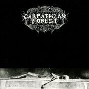 Black Shining Leather