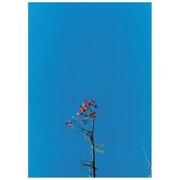 Joanna Newsom & The Ys Street Band EP