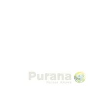 Purana