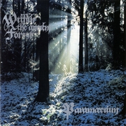 Within the Ancient Forest