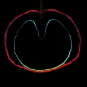 Wasp Star (Apple Venus Volume 2) 