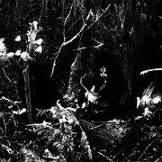 Wolves in the Throne Room